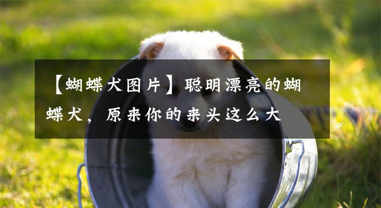 【蝴蝶犬图片】聪明漂亮的蝴蝶犬,原来你的来头这么大