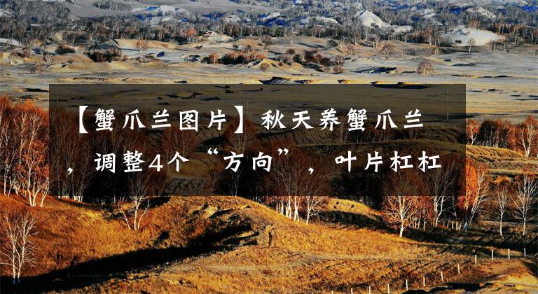 【蟹爪兰图片】秋天养蟹爪兰，调整4个“方向”，叶片杠杠肥厚，花开满枝头