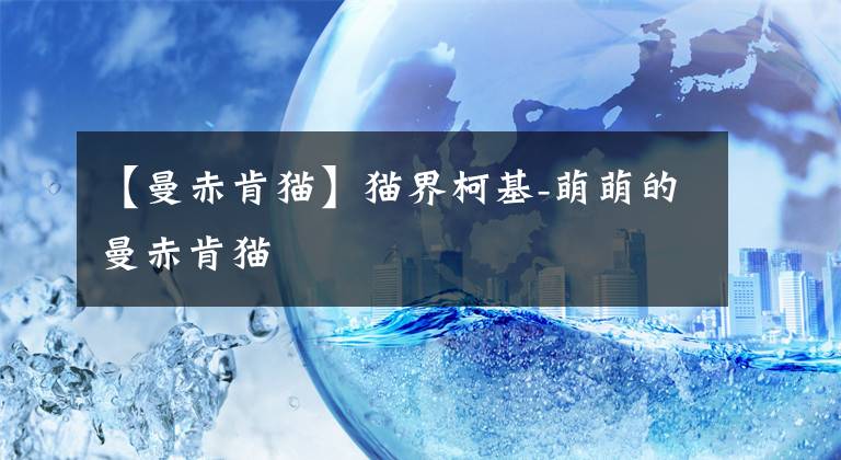 【曼赤肯猫】猫界柯基-萌萌的曼赤肯猫