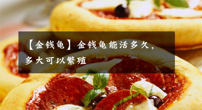 【金钱龟】金钱龟能活多久,多大可以繁殖