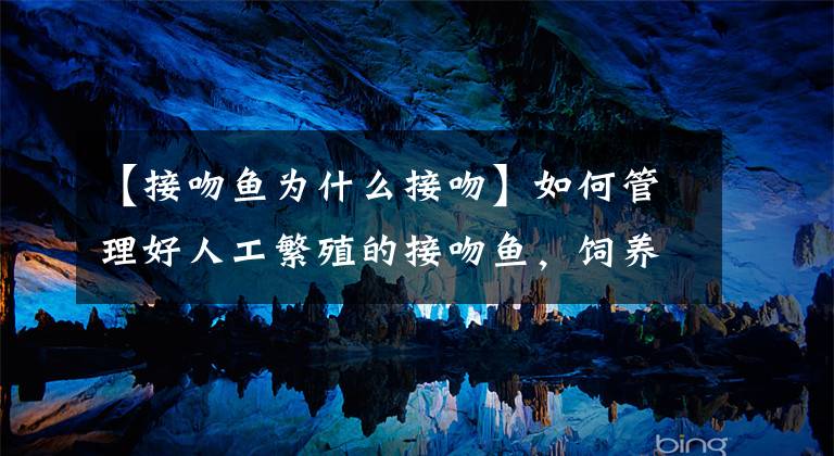 【接吻鱼为什么接吻】如何管理好人工繁殖的接吻鱼，饲养接吻鱼需要注意什么