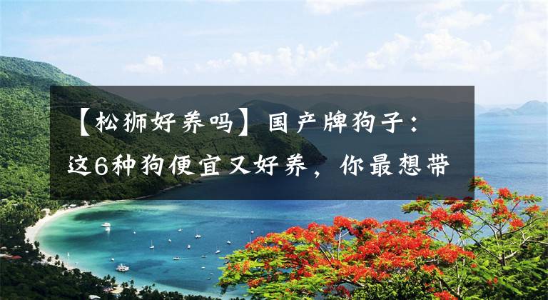 【松狮好养吗】国产牌狗子:这6种狗便宜又好养,你最想带哪只回家?