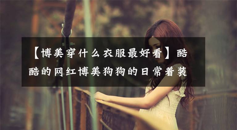 【博美穿什么衣服最好看】酷酷的网红博美狗狗的日常着装。
