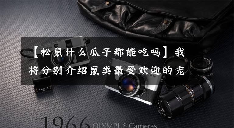 【松鼠什么瓜子都能吃吗】我将分别介绍鼠类最受欢迎的宠物