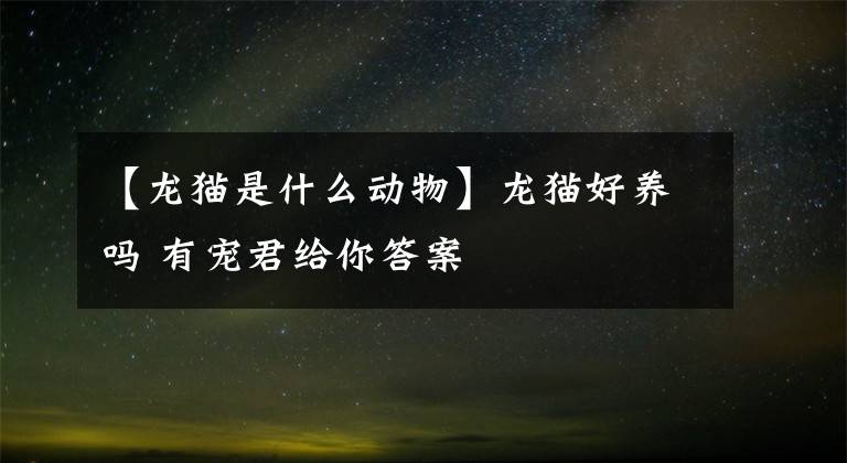 【龙猫是什么动物】龙猫好养吗 有宠君给你答案