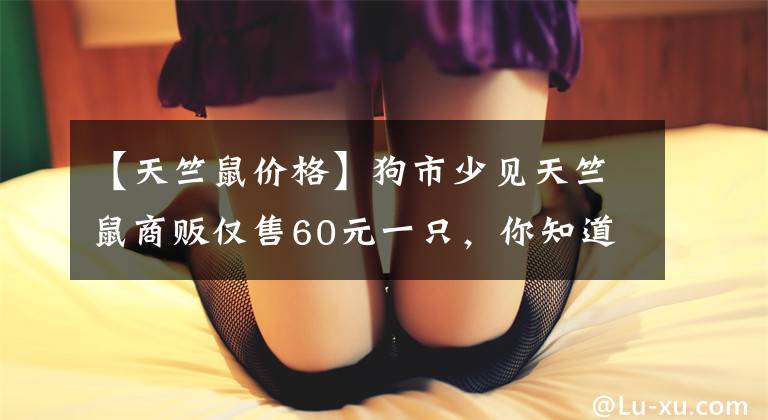 【天竺鼠价格】狗市少见天竺鼠商贩仅售60元一只,你知道这种宠物吗?