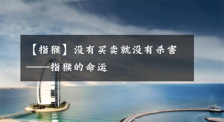 【指猴】没有买卖就没有杀害——指猴的命运