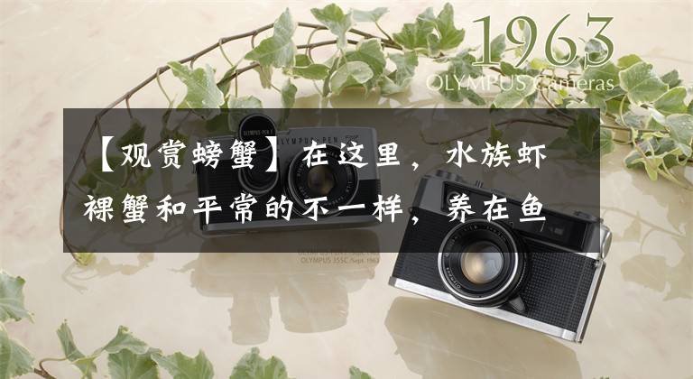 【观赏螃蟹】在这里，水族虾裸蟹和平常的不一样，养在鱼缸里不就单是好看而已