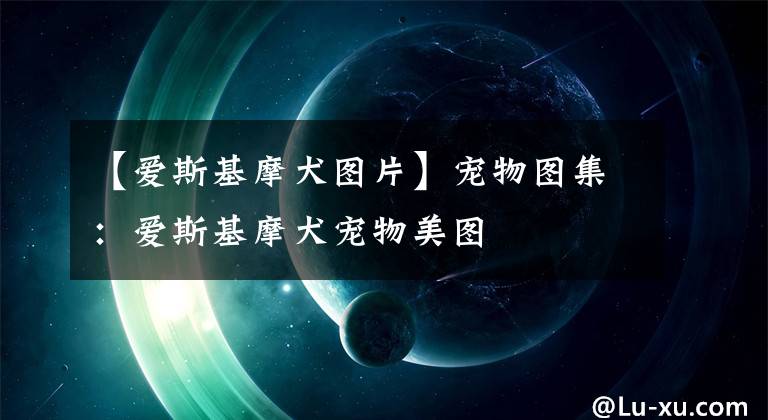 【爱斯基摩犬图片】宠物图集：爱斯基摩犬宠物美图