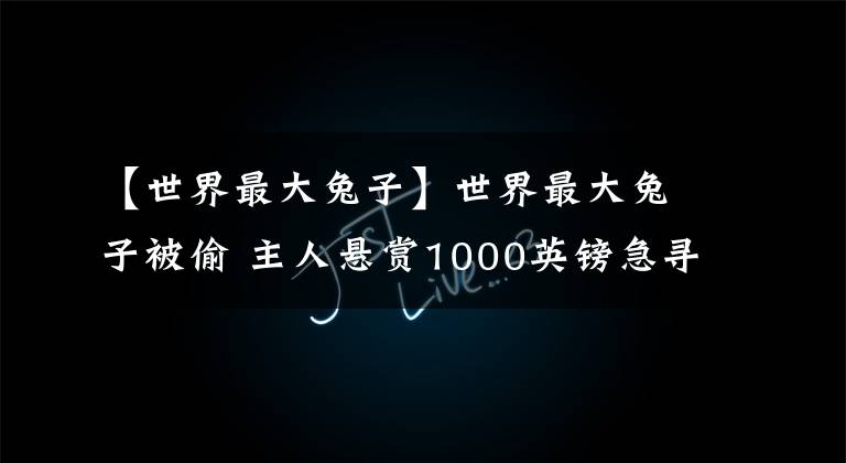 【世界最大兔子】世界最大兔子被偷 主人悬赏1000英镑急寻