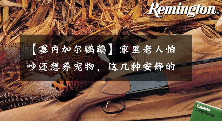 【塞内加尔鹦鹉】家里老人怕吵还想养宠物,这几种安静的飞鸟可能是不错的选择