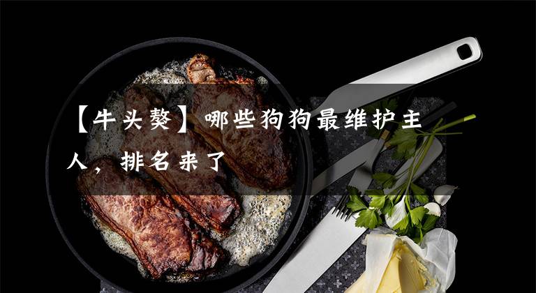 【牛头獒】哪些狗狗最维护主人，排名来了
