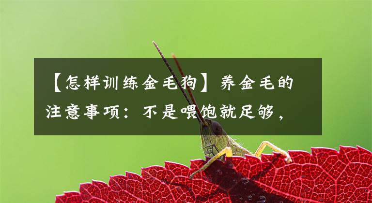【怎样训练金毛狗】养金毛的注意事项:不是喂饱就足够,有些事情在幼犬期就要注意
