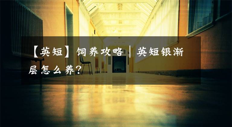 【英短】饲养攻略|英短银渐层怎么养?