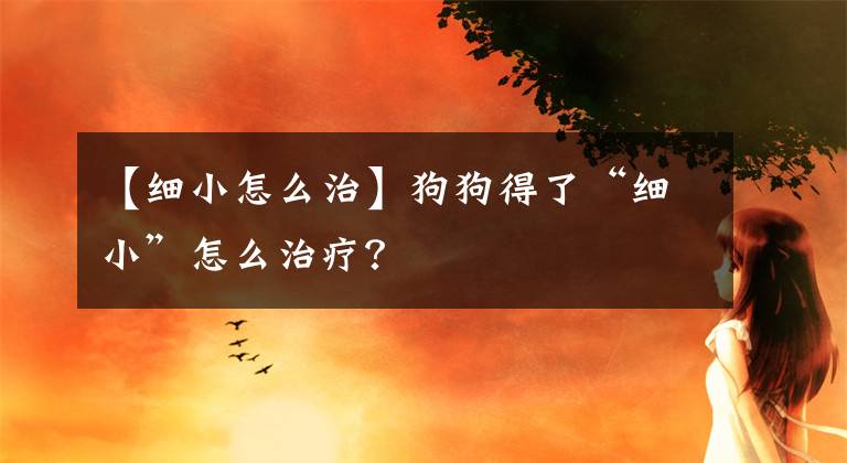 【细小怎么治】狗狗得了“细小”怎么治疗?
