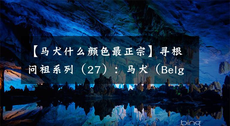 【马犬什么颜色最正宗】寻根问祖系列（27）：马犬（Belgian Malinois）