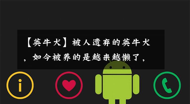 【英牛犬】被人遗弃的英牛犬，如今被养的是越来越懒了，这家伙能不动就不动