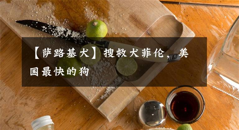 【萨路基犬】搜救犬菲伦,美国最快的狗