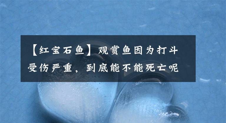 【红宝石鱼】观赏鱼因为打斗受伤严重，到底能不能死亡呢，通过哪几点判断？