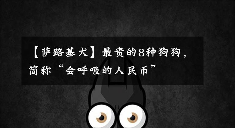 【萨路基犬】最贵的8种狗狗，简称“会呼吸的人民币”