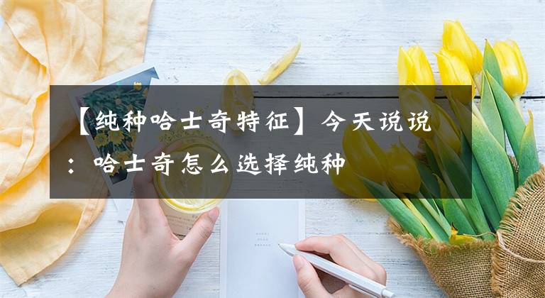 【纯种哈士奇特征】今天说说：哈士奇怎么选择纯种