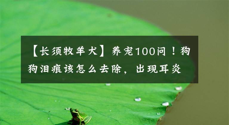 【长须牧羊犬】养宠100问！狗狗泪痕该怎么去除，出现耳炎怎么办？