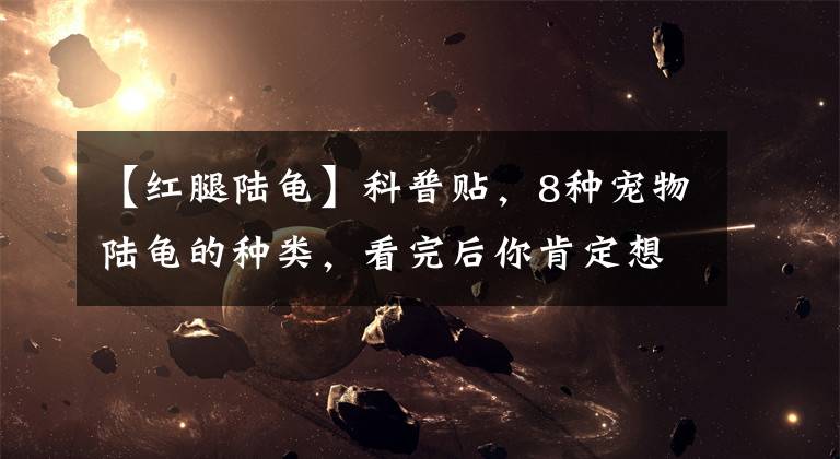 【红腿陆龟】科普贴，8种宠物陆龟的种类，看完后你肯定想养一个