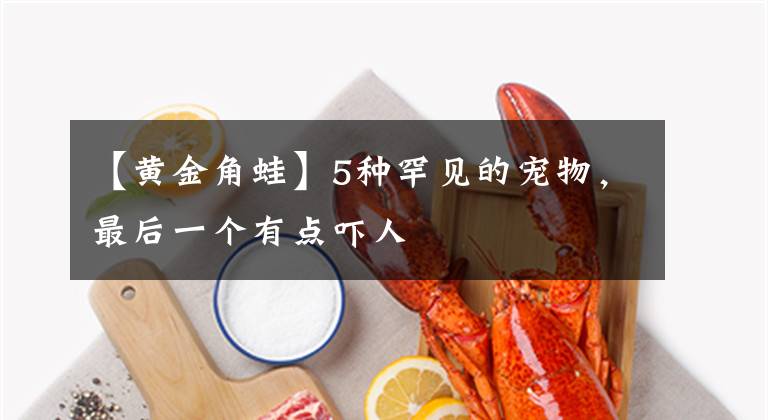 【黄金角蛙】5种罕见的宠物，最后一个有点吓人