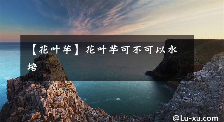 【花叶芋】花叶芋可不可以水培