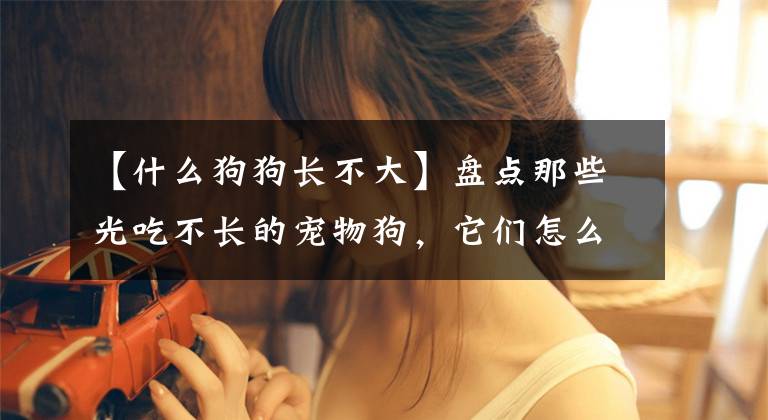 【什么狗狗长不大】盘点那些光吃不长的宠物狗,它们怎么就长不大呢?