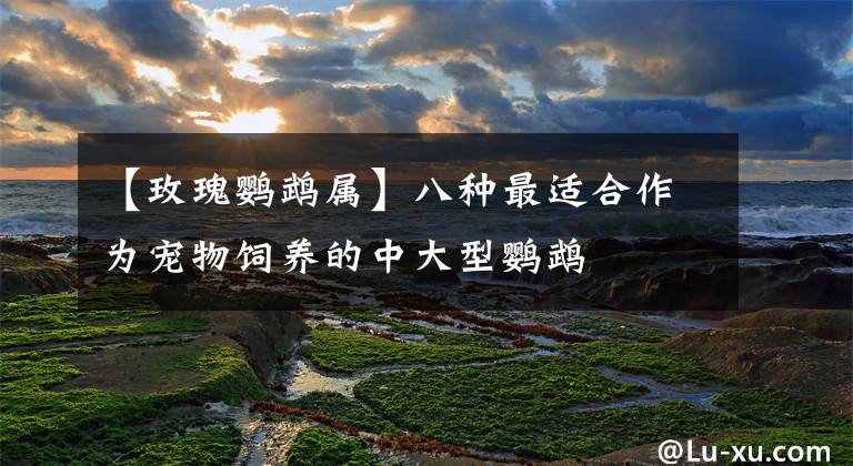 【玫瑰鹦鹉属】八种最适合作为宠物饲养的中大型鹦鹉