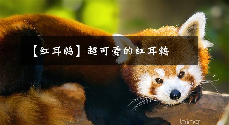 【红耳鹎】超可爱的红耳鹎