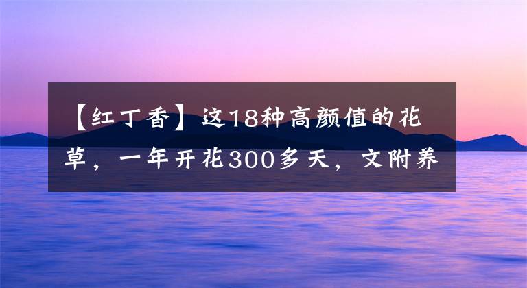【红丁香】这18种高颜值的花草，一年开花300多天，文附养护简介（收藏）