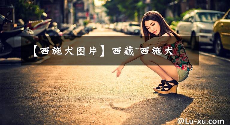 【西施犬图片】西藏~西施犬