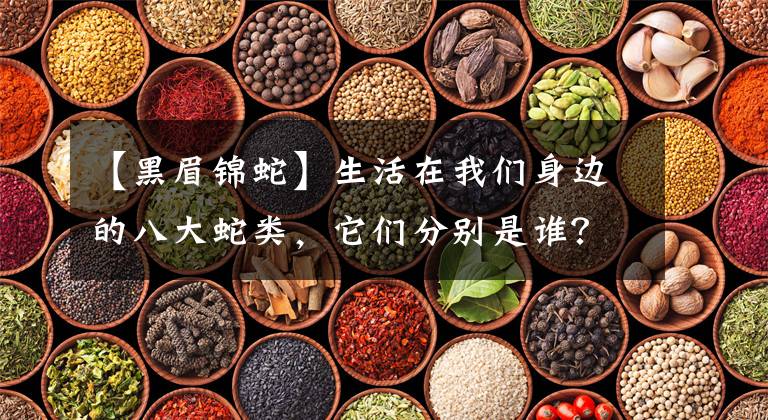 【黑眉锦蛇】生活在我们身边的八大蛇类,它们分别是谁?毒性又如何呢?