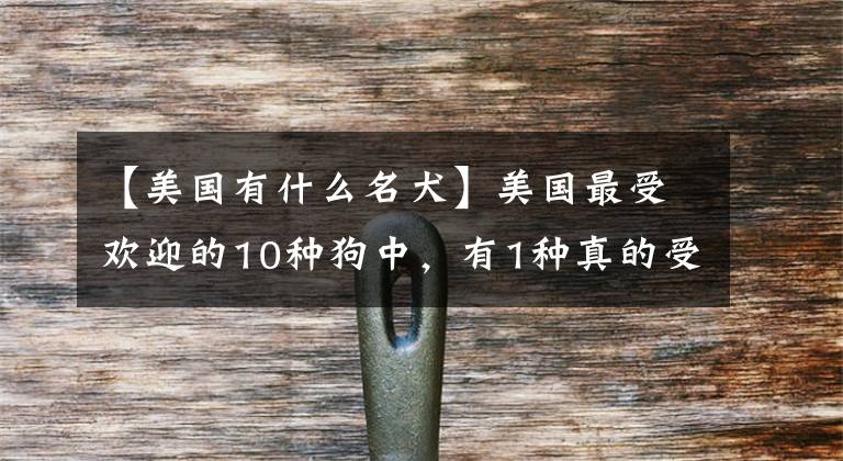 【美国有什么名犬】美国最受欢迎的10种狗中，有1种真的受到了很多人的期待