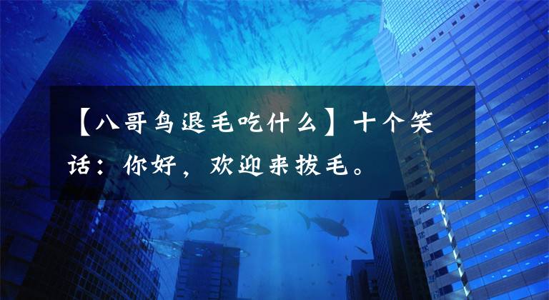 【八哥鸟退毛吃什么】十个笑话:你好,欢迎来拔毛。