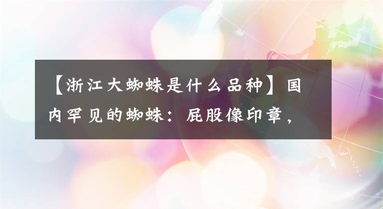 【浙江大蜘蛛是什么品种】国内罕见的蜘蛛:屁股像印章,部分网民称之为“蜘蛛院长”