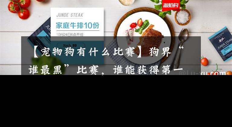 【宠物狗有什么比赛】狗界“谁最黑”比赛，谁能获得第一名？