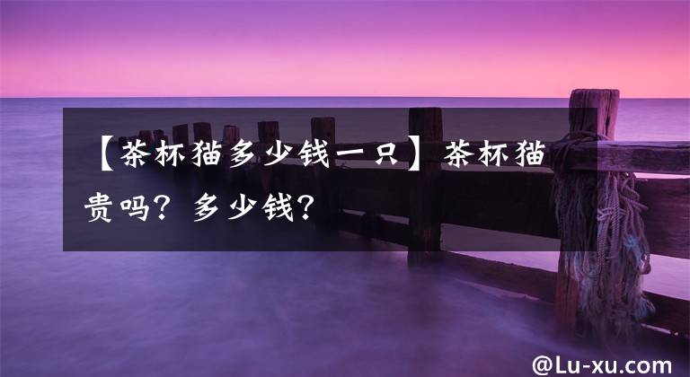 【茶杯猫多少钱一只】茶杯猫贵吗?多少钱?