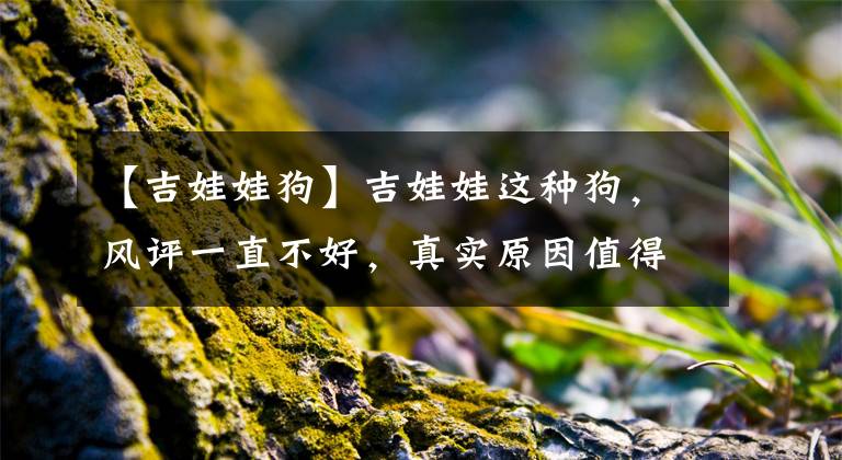 【吉娃娃狗】吉娃娃这种狗，风评一直不好，真实原因值得深思