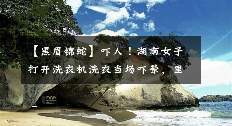 【黑眉锦蛇】吓人！湖南女子打开洗衣机洗衣当场吓晕，里面有一条两米长蛇还产了一窝蛋