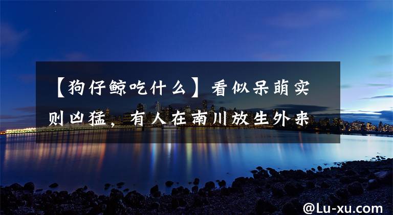 【狗仔鲸吃什么】看似呆萌实则凶猛，有人在南川放生外来物种红尾鲶