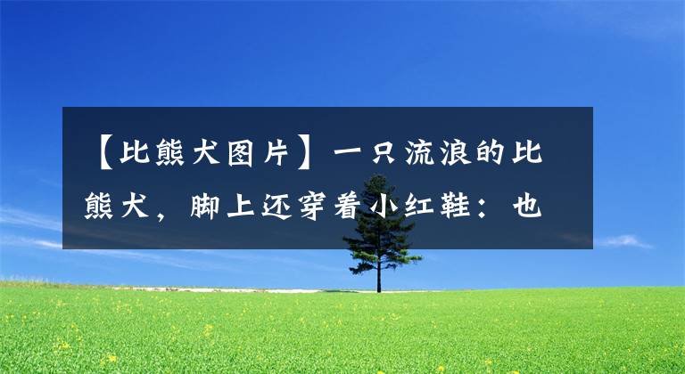 【比熊犬图片】一只流浪的比熊犬,脚上还穿着小红鞋:也曾是谁家的小可爱呀