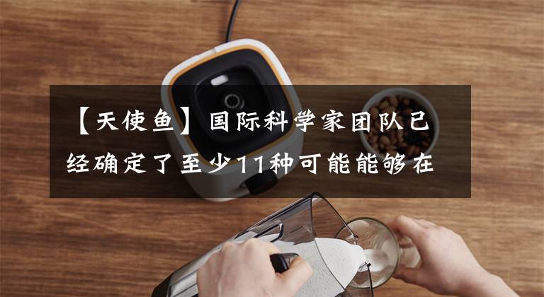 【天使鱼】国际科学家团队已经确定了至少11种可能能够在陆地上行走的鱼类
