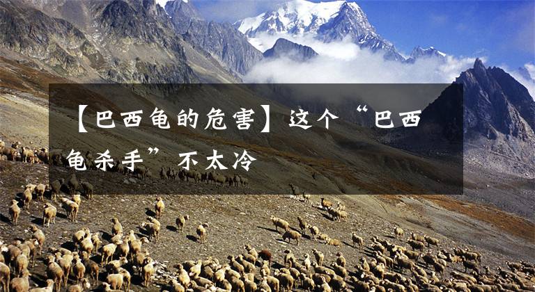 【巴西龟的危害】这个“巴西龟杀手”不太冷