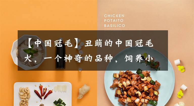 【中国冠毛】丑萌的中国冠毛犬,一个神奇的品种,饲养小攻略