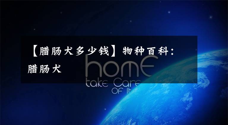 【腊肠犬多少钱】物种百科：腊肠犬