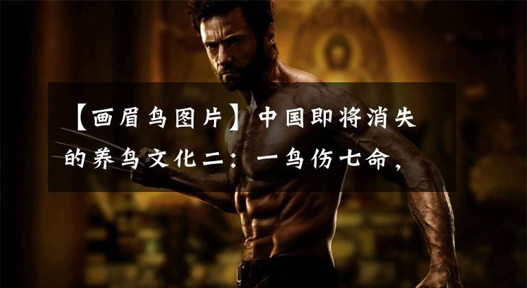 【画眉鸟图片】中国即将消失的养鸟文化二：一鸟伤七命，画眉真是古代娼妓鸟吗？