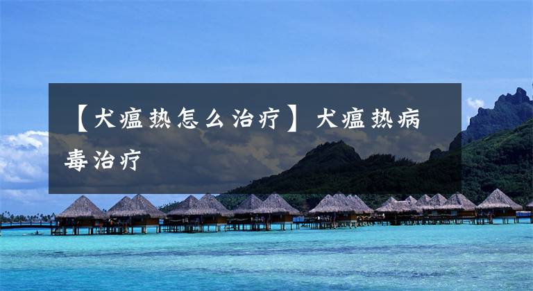 【犬瘟热怎么治疗】犬瘟热病毒治疗